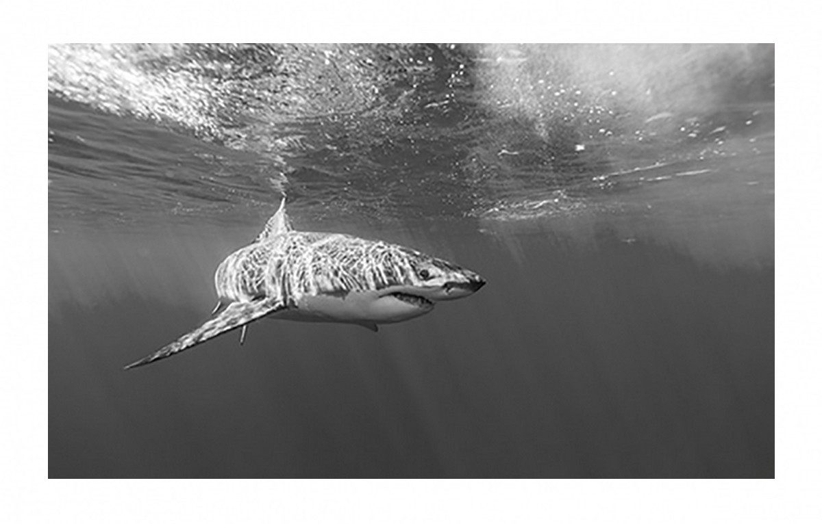 TPFLiving Kunstdruck (OHNE RAHMEN) Poster - Leinwand - Wandbild, Der weiße Hai - Verschiedene Impressionen (Leinwand Wohnzimmer, Leinwand Bilder, Kunstdruck), Leinwand bunt - Größe 20x30cm