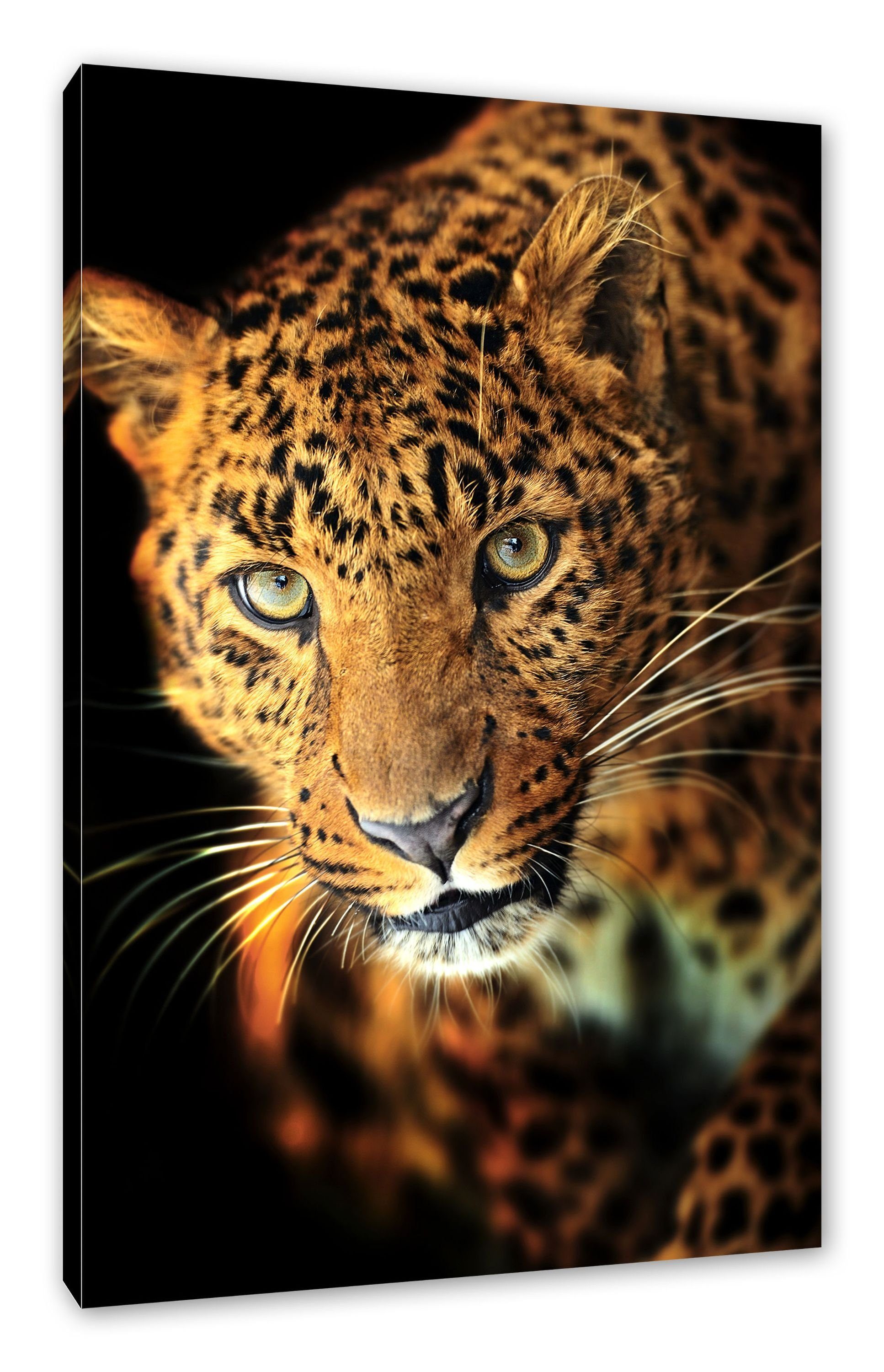 Leinwandbild inkl. Pixxprint Zackenaufhänger Leinwandbild Leopard, Anmutiger Leopard Anmutiger bespannt, (1 fertig St),