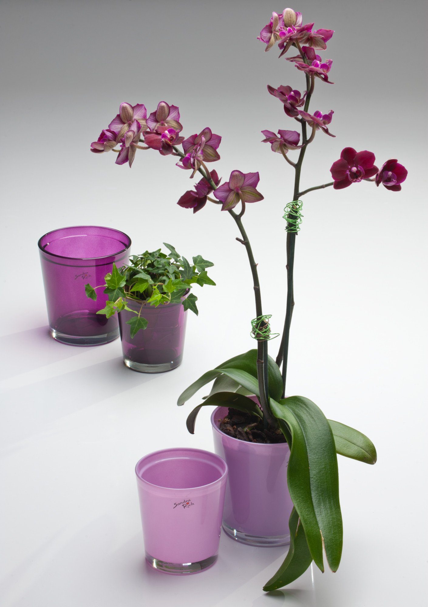 Sandra Rich Blumentopf Sandra konisch Orchideentopf von violett Orchid Rich