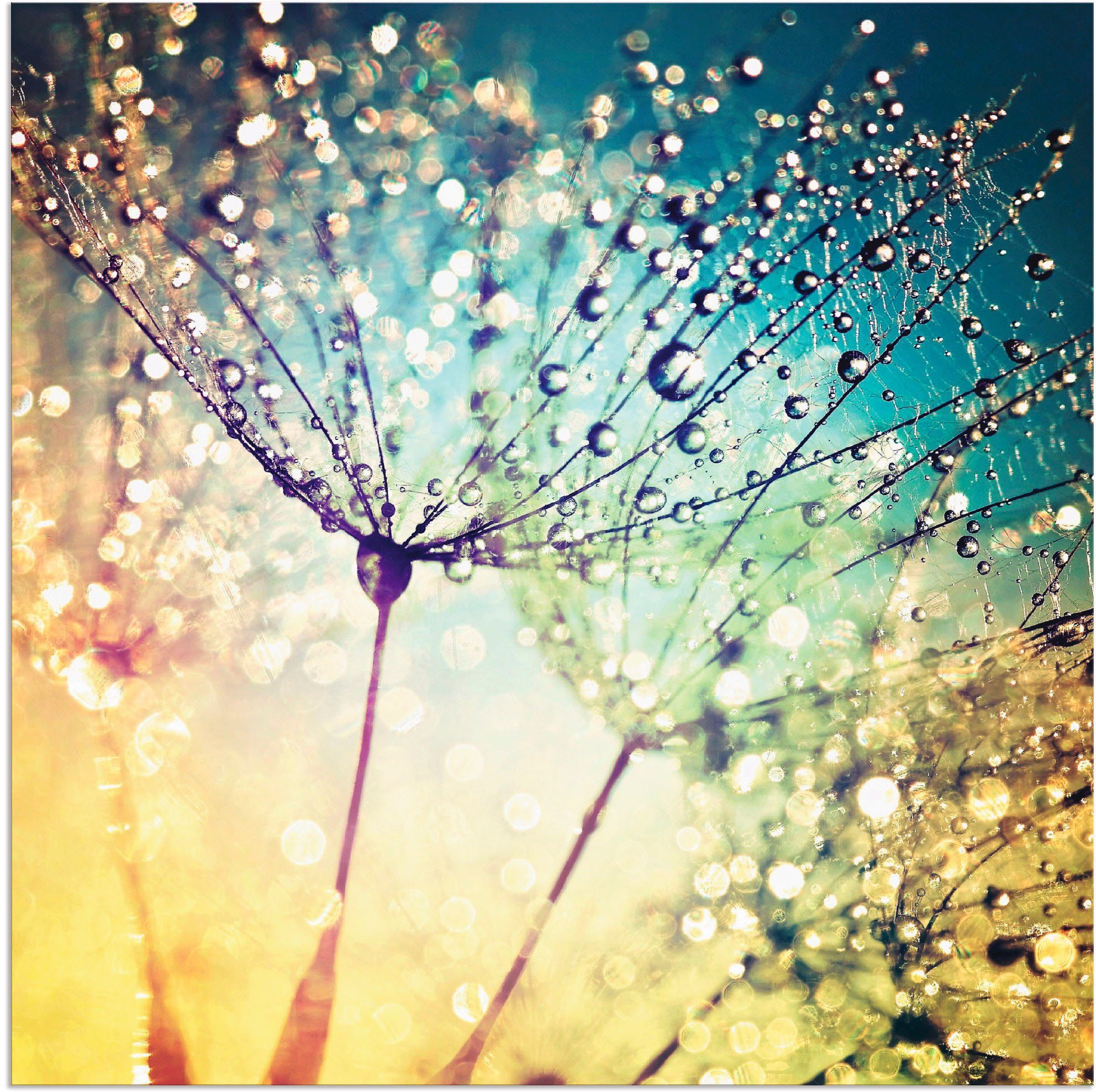 Artland Wandbild Pusteblume Zaubertropfen, Blumen (1 günstig online kaufen