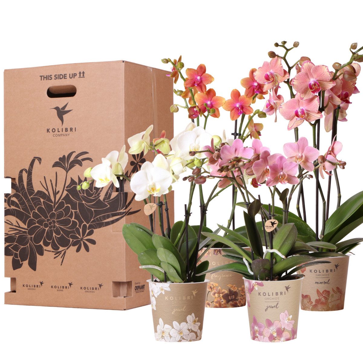 Exotenherz Zimmerpflanze Pflanzen-Vorteilsbox Orchiedeenbox aus 4 verschiedenen Orchideen 12cm