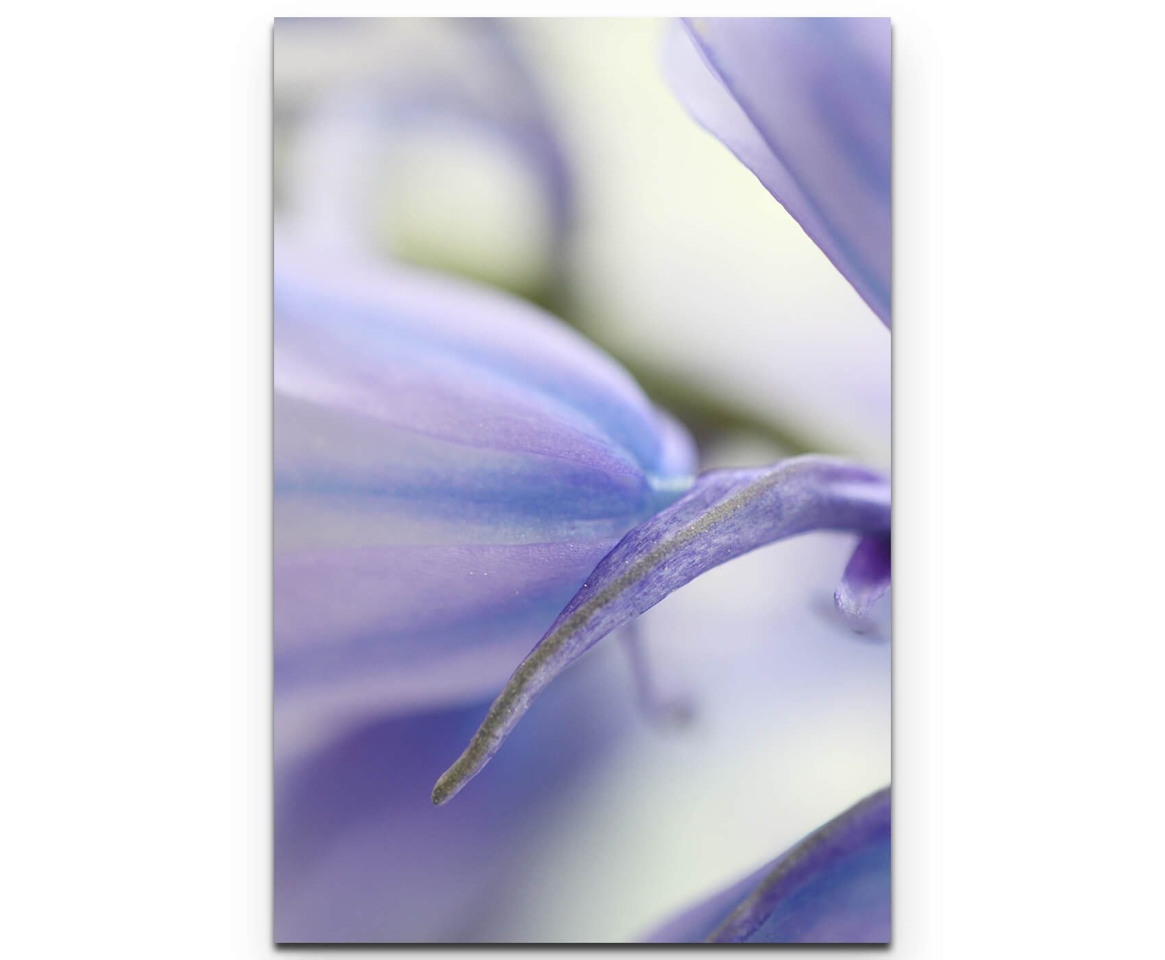 Sinus Art Leinwandbild Hellblau-violette Blüte, soft - Leinwandbild