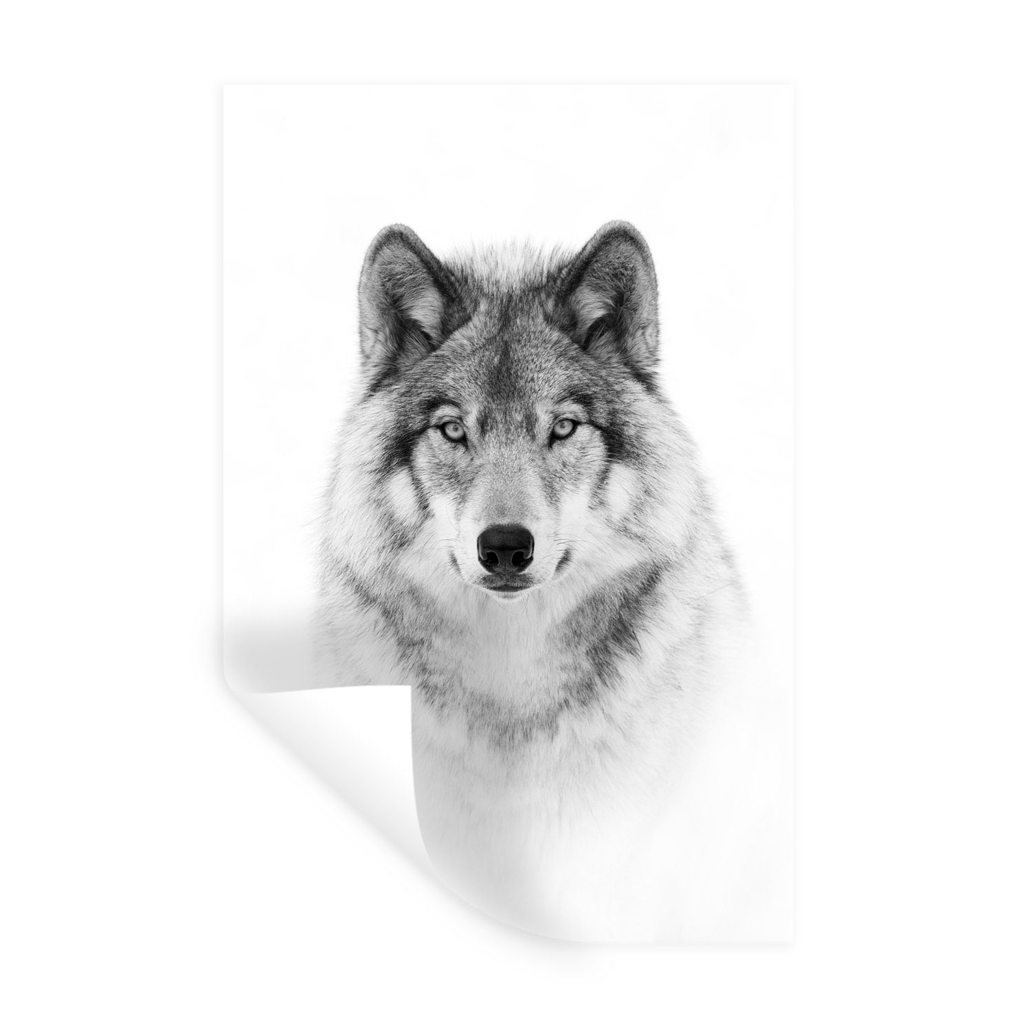 MuchoWow Wandsticker Wolf - Tiere - Porträt - Weiß (1 St), Wandaufkleber, Wandtattoo, Selbstklebend, Wohnzimmer, Schlafzimmer