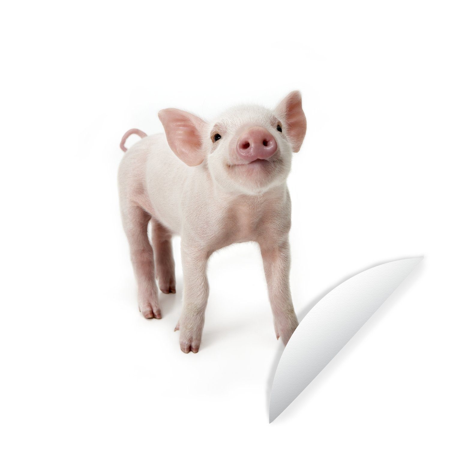 MuchoWow Wandsticker Schwein - Tiere - Weiß (1 St), Tapetenkreis für Kinderzimmer, Tapetenaufkleber, Rund, Wohnzimmer