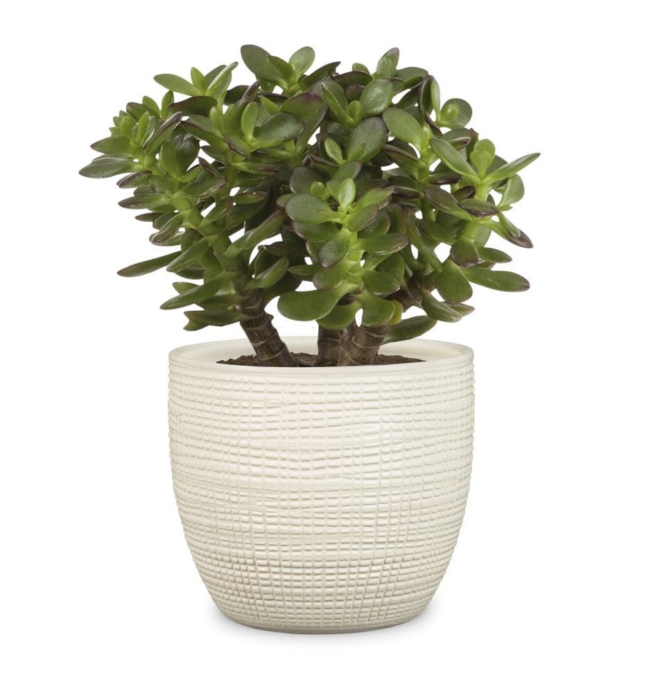 Scheurich Blumentopf Scheurich Übertopf Serie 866 Ø 14 x 12,2 cm creme – Bild 2 von 2