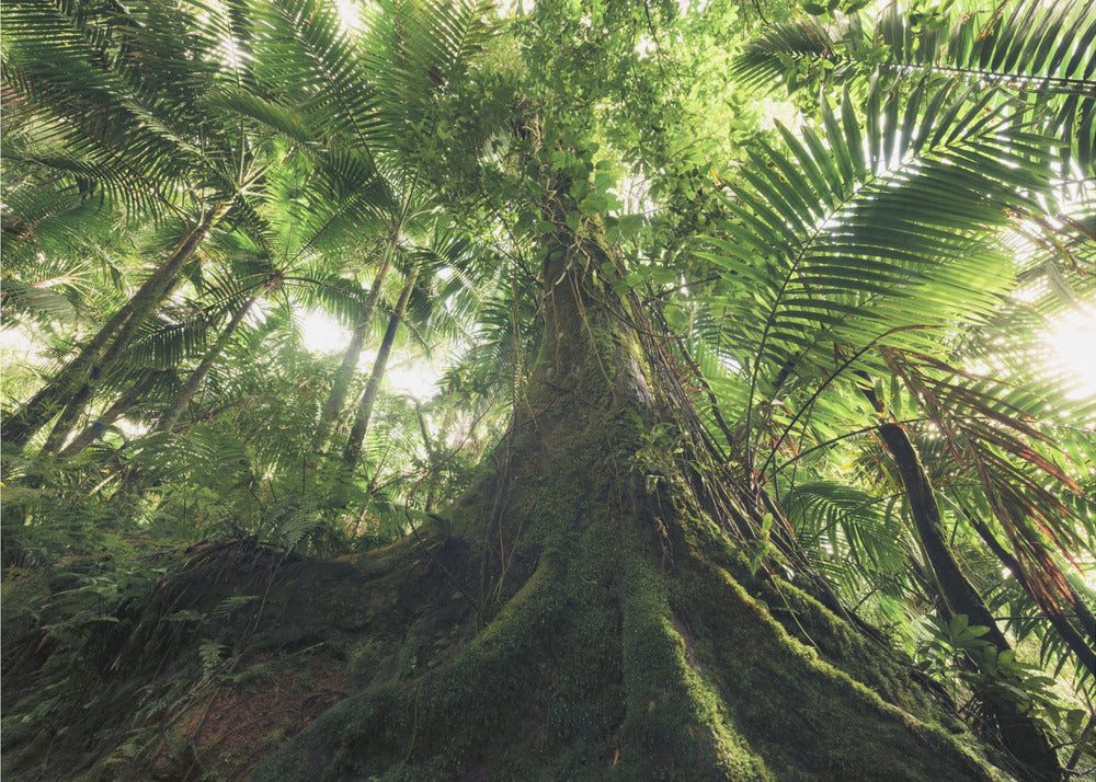 Papermoon Fototapete Selbstklebend, "Walking in the Jungle", Matt & lichtbeständig, Blasenfrei ohne Kleister, Rückstandslos abziehbar, Made in Germany