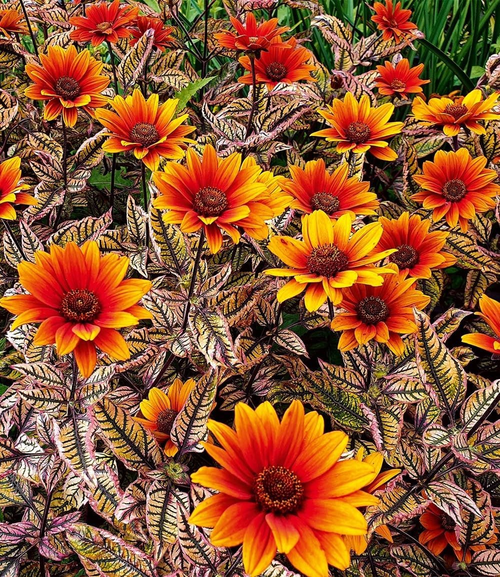 BALDUR Garten Staude Sonnenauge 'Orange Marble®', 1 St., Trochenresistent, winterhart, lange Blütezeit, bienenfreundlich