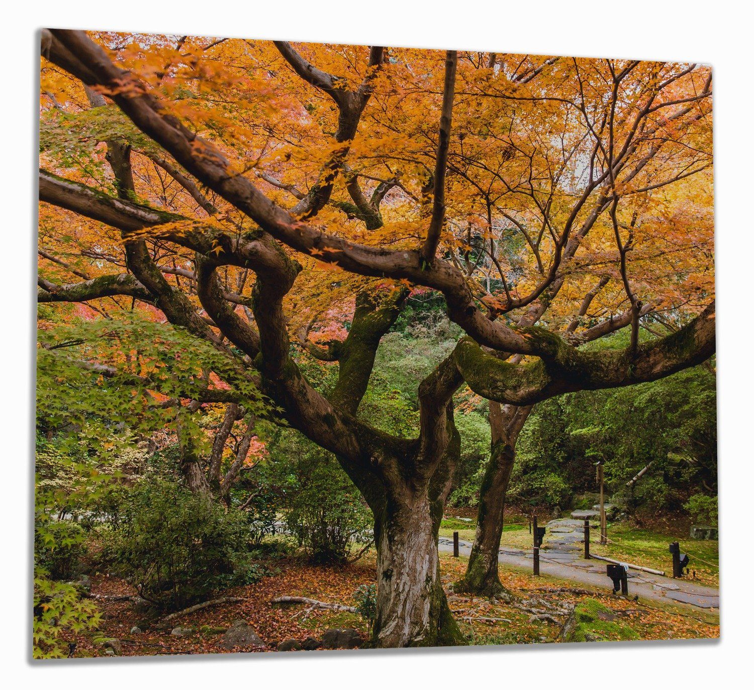 (Glasplatte, Wallario in 5mm Herbst Japan, Ahornbaum 1 inkl. ESG-Sicherheitsglas, im Gelber Noppen), verschiedene tlg., Größen Herd-Abdeckplatte