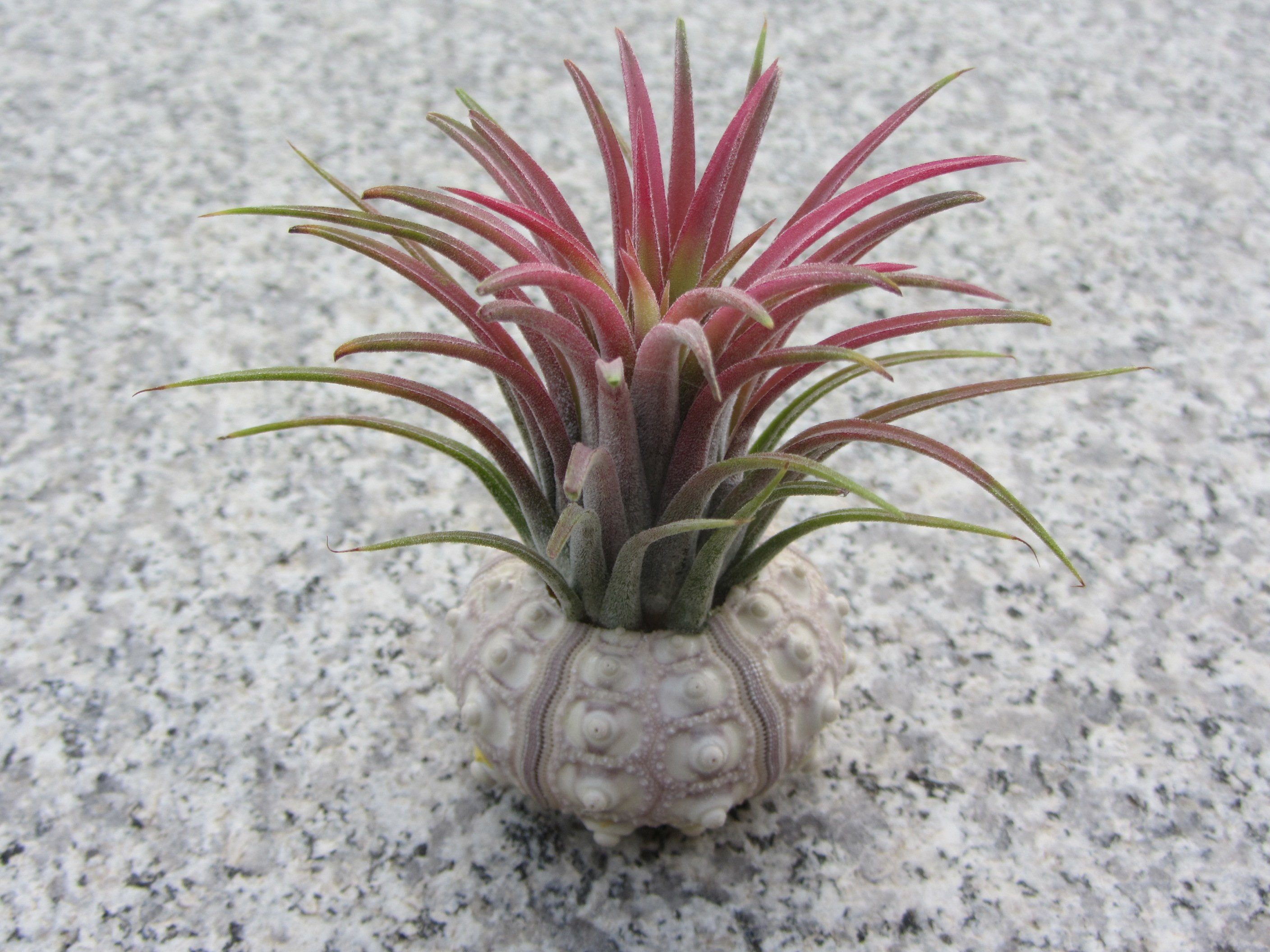 meinvipshop Dekoobjekt Bezaubernde Kombination aus Seeigelgehäuse und Tillandsia 2er Set rosa (Set, 2 St., 2er Set) – Bild 3 von 3