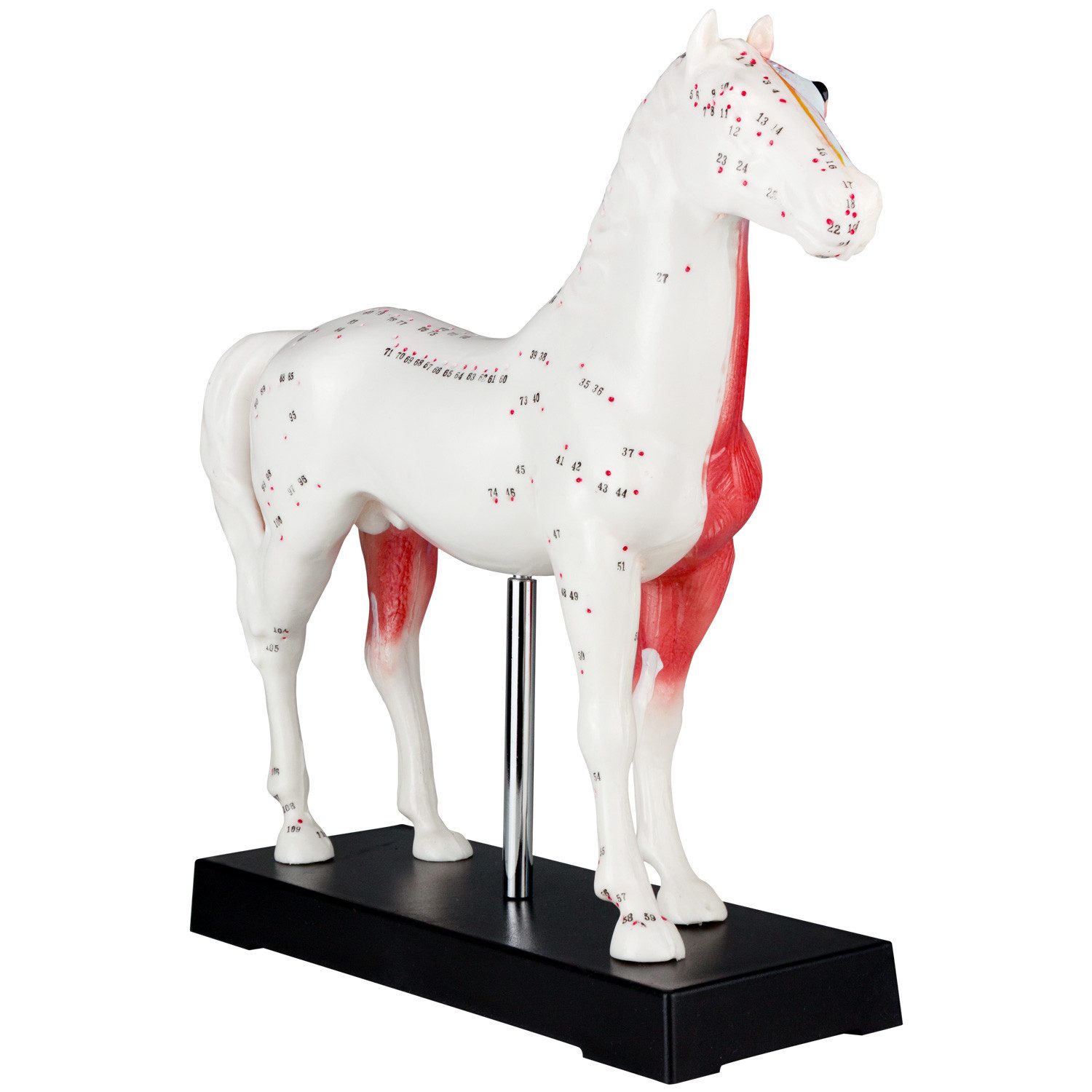 MedMod Dekoobjekt Akupunktur Anatomie Figur TCM Modell Pferd Tier Muskelmodell