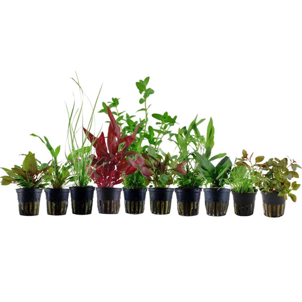 Aquaone Wasserpflanze Set für 80 Liter Aquarien mit 10 Pflanzen Aquariumpflanzen Set Nr.137