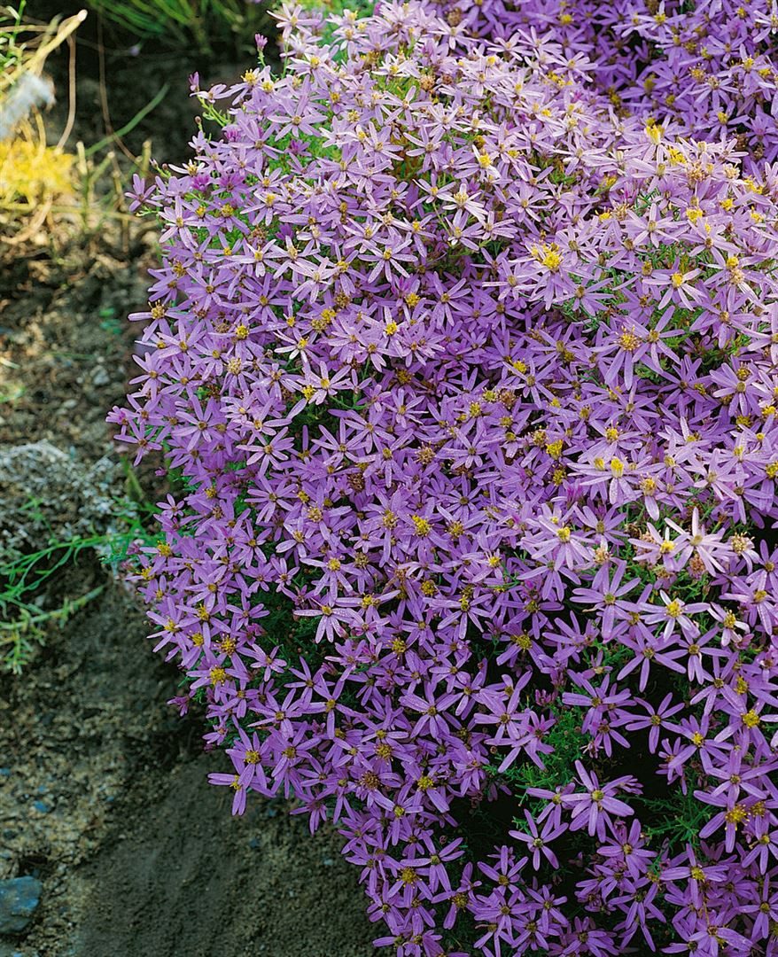 Pflanzen für Dich Staude Aster sedifolius 'Nanus', 1 St., Steinaster