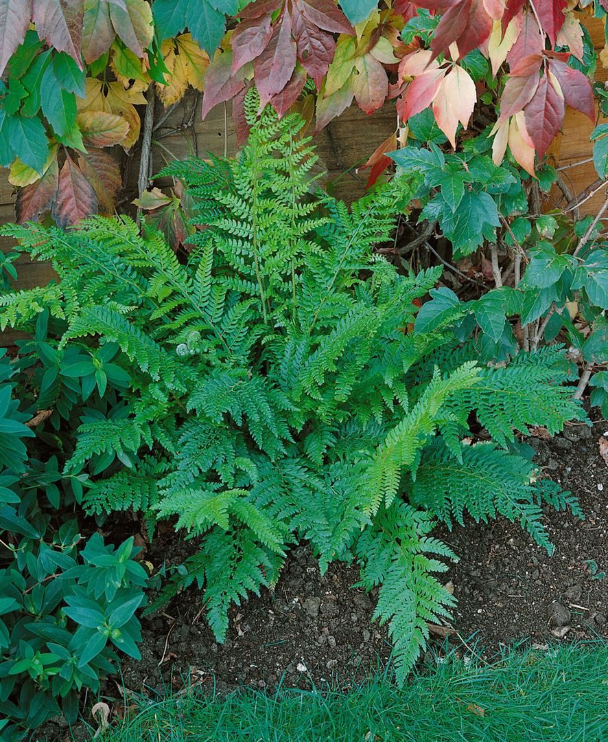 Pflanzen für Dich Травы Polystichum set. Prolif.Dahlem, 1 St., Schildfarn, Filigranfarn, fiederblätter, wintergrün