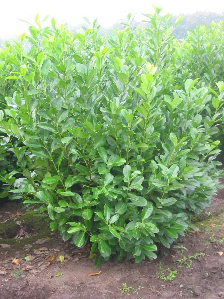 Bcm Hecke Kirschlorbeer 3 Pflanzen Sonne Halbschatten Online