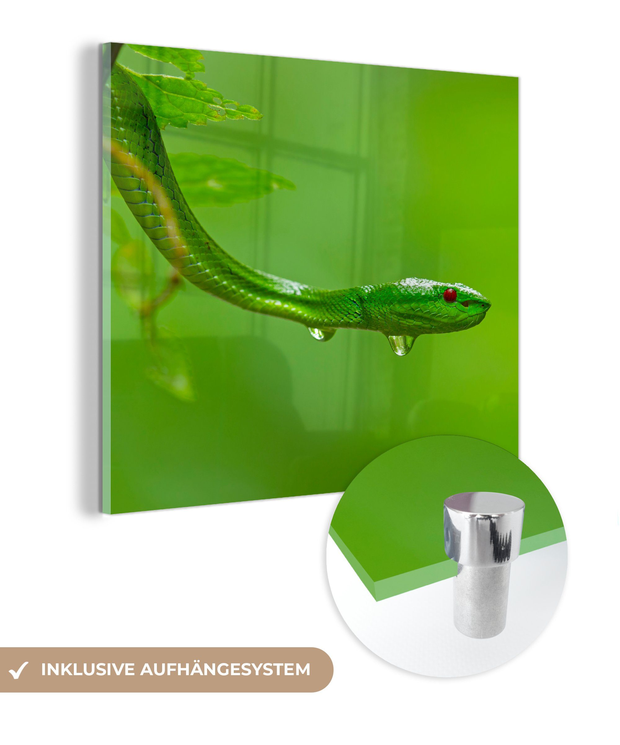 MuchoWow Acrylglasbild Grüne Schlange aus der Nähe, (1 St), Glasbilder - Bilder auf Glas Wandbild - Foto auf Glas - Wanddekoration