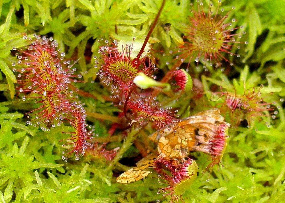 SAFLAX Blumensamen SAFLAX - Samen - Rundblättriger Sonnentau – Bild 3 von 5