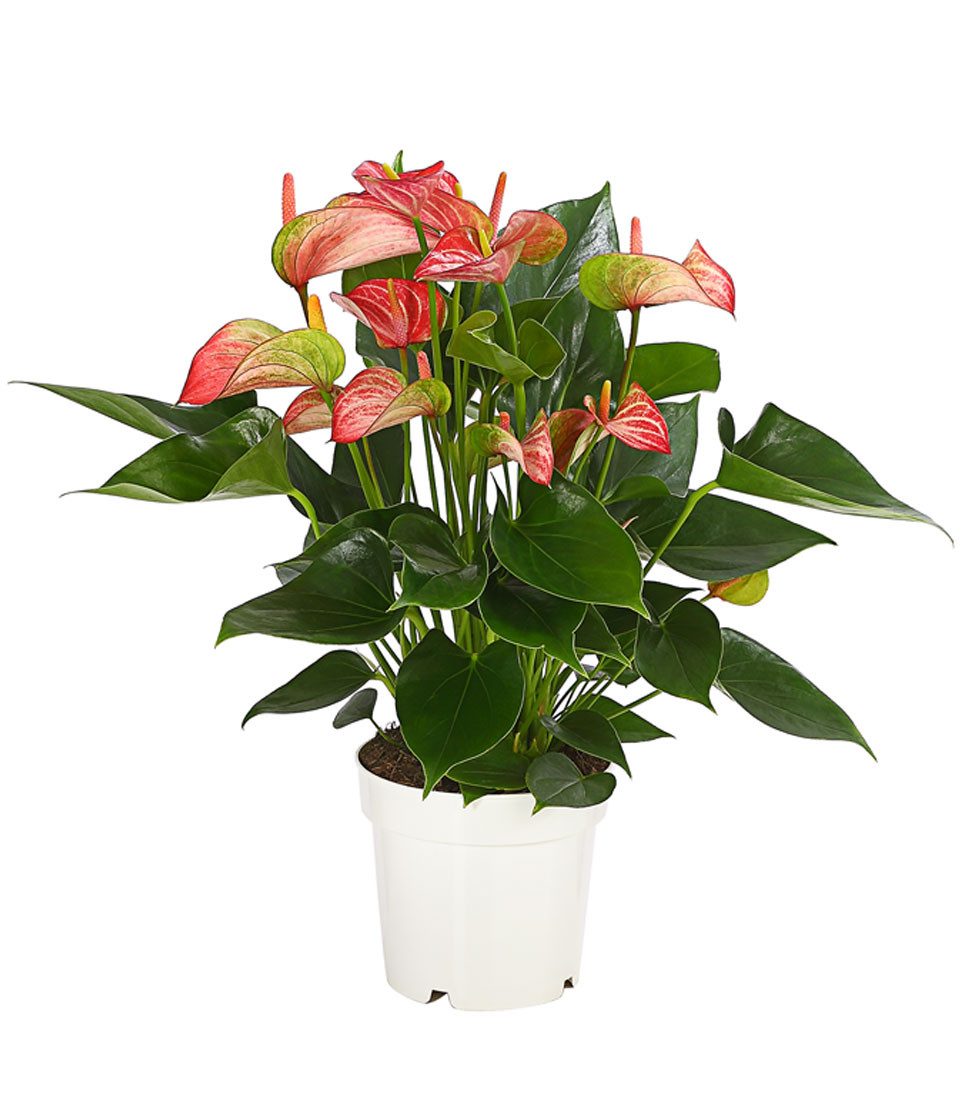 Dehner Zimmerpflanze Flamingoblume, Anthurium andreanum Livium, versch. Größen, Blüten im rot-weiß-grünen Farbspiel