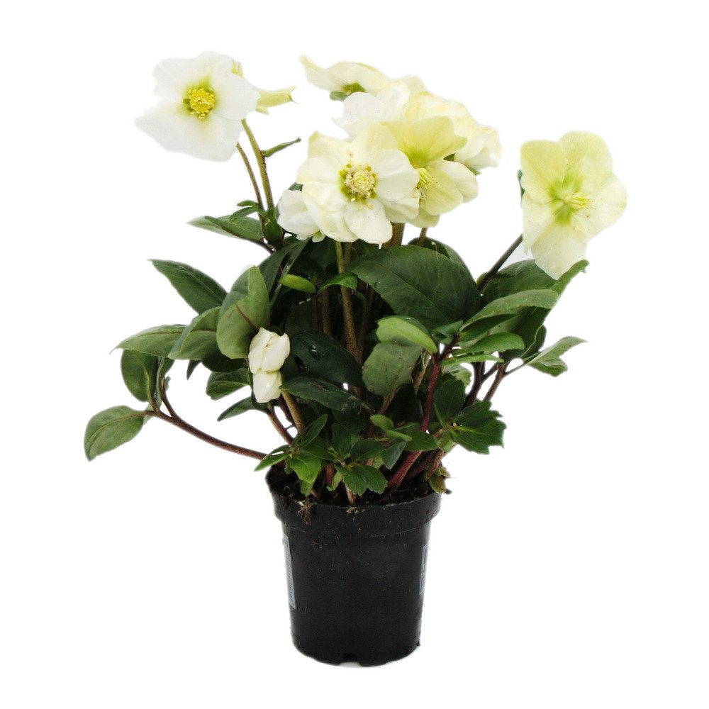 Exotenherz Rose Christrose Helleborus niger 9cm Topf günstig online kaufen