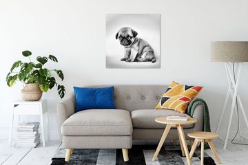 Pixxprint Leinwandbild Kleiner Hundewelpe Mops, Kleiner Hundewelpe Mops (1 St), Leinwandbild fertig bespannt, inkl. Zackenaufhänger