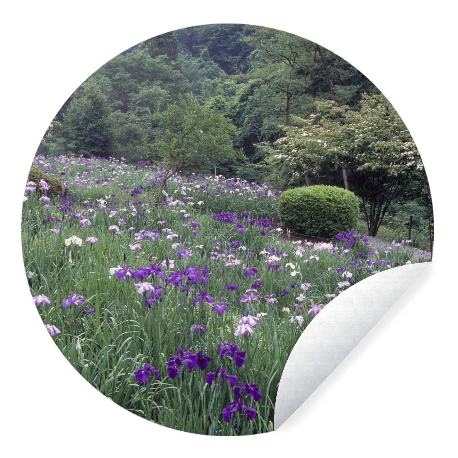 MuchoWow Wandsticker Blumen der Japanischen Schwertlilie - Hügel - Sträucher (1 St), Tapetenkreis für Kinderzimmer, Tapetenaufkleber, Rund, Wohnzimmer