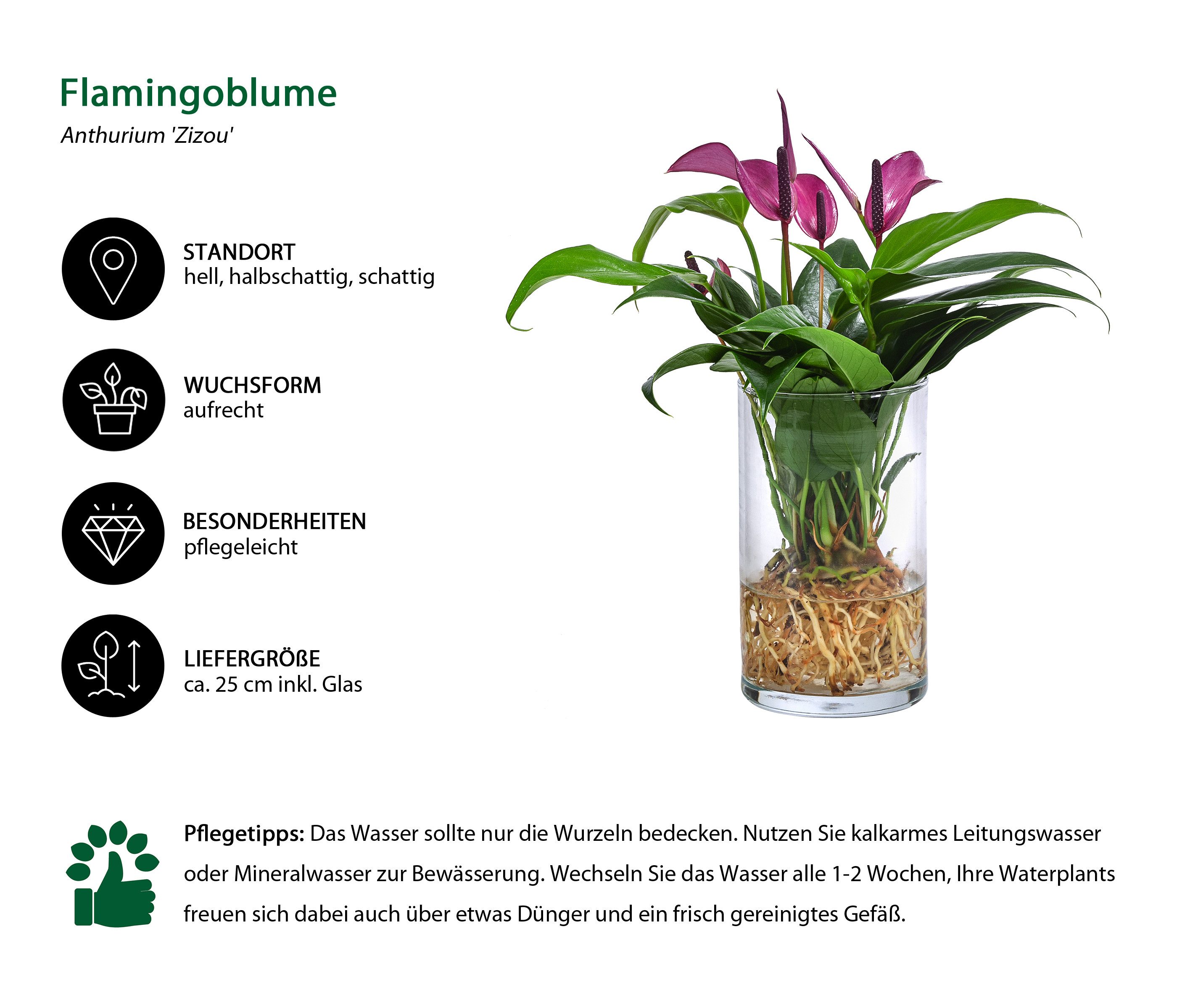 Dehner Zimmerpflanze Waterplant Flamingoblume, Anthurium Zizou, versch. Größen und Farben, pflegeleichte Wasserpflanze im Glas