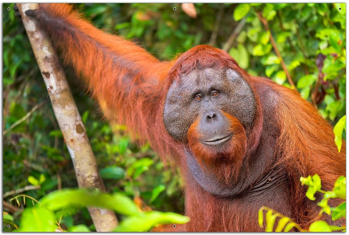 Wallario Sichtschutzzaunmatten Orang-Utan im Regenwald