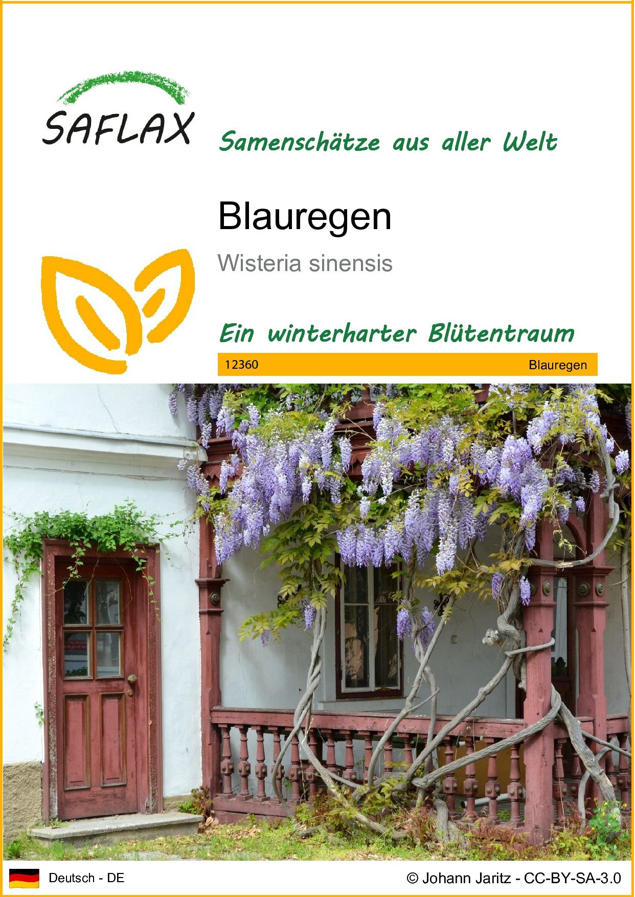 Blumensamen SAFLAX - Samen - Blauregen