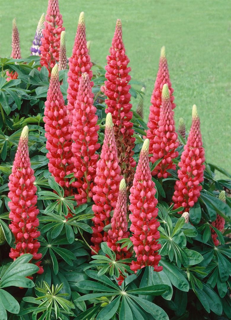 Pflanzen für Dich Staude Lupinus polyph. Edelknabe, 1 St., Lupine, Vielblättrige Lupine