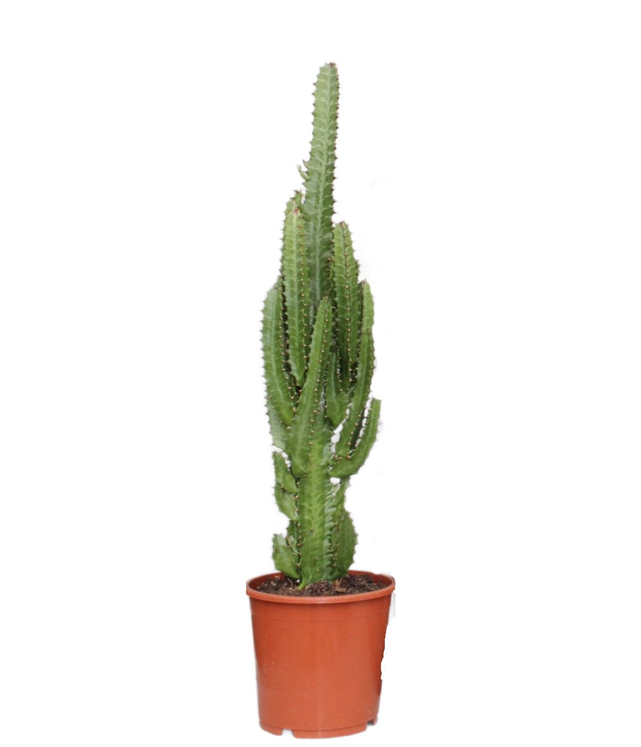 meinvipshop Zimmerpflanze Euphorbia trigona 70cm Zimmerpflanze günstig online kaufen