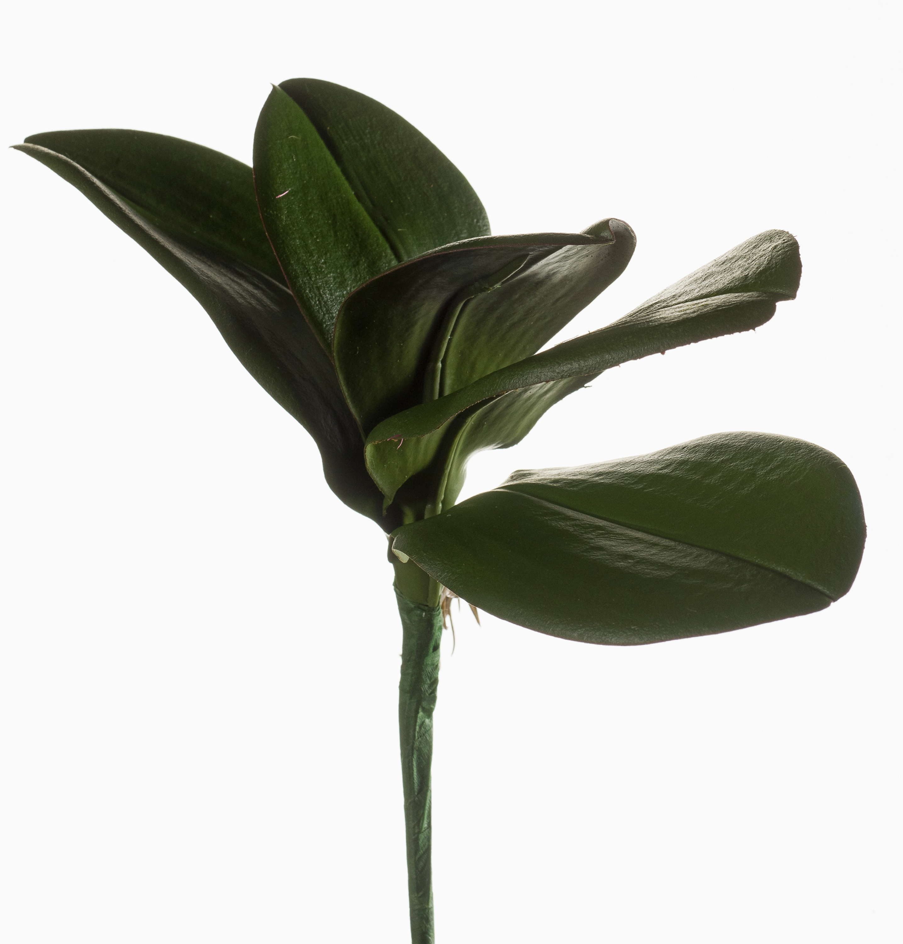 Künstliche Zimmerpflanze Kunstblatt Phalaenopsis Orchidee NIUT, Steckstab, grün, 25cm Orchidee (Orchidee phalaenopsis), artplants