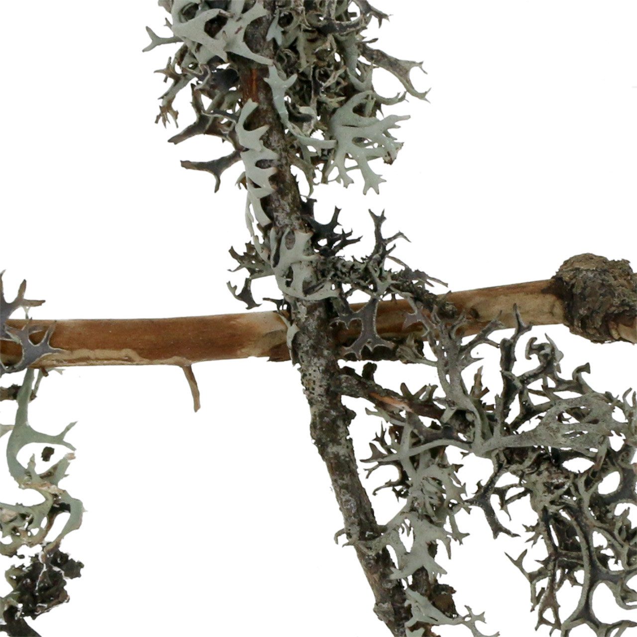 Trockenblume Natürliches Deko Flechtenmoos Graumoos mit Zweigen, Baummoos, Viana, Höhe 10 cm