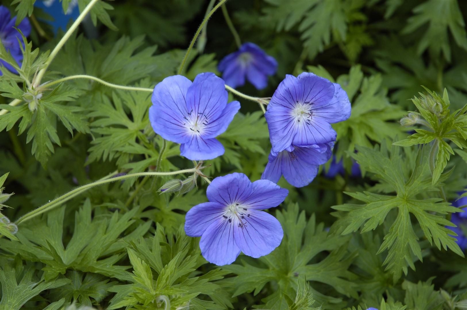 Pflanzen für Dich Staude Geranium pratense Orion, 1 St., Wiesen-Storchschnabel