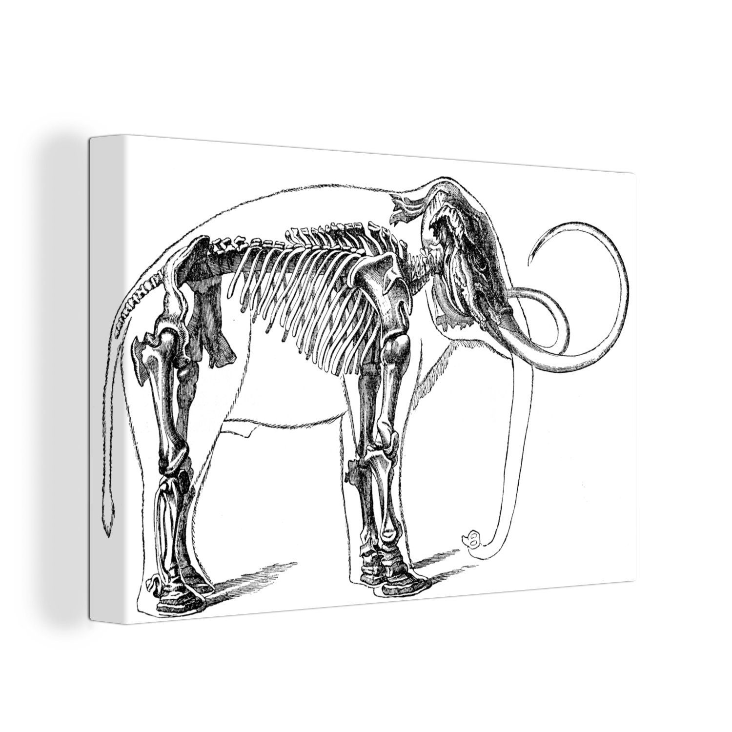 OneMillionCanvasses® Leinwandbild Illustration eines Mammutskeletts in der Haut, (1 St), Wandbild Leinwandbilder, Aufhängefertig, Wanddeko, 30x20 cm