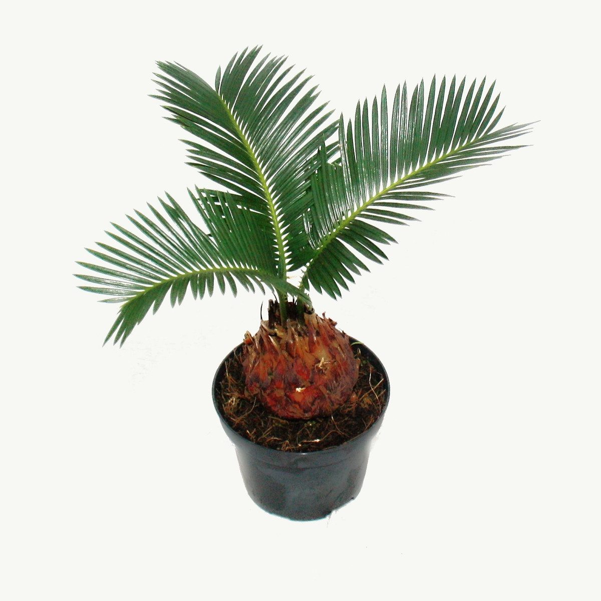 Exotenherz Zimmerpflanze Cycas revoluta - Japanischer Palmfarn mit Knolle - günstig online kaufen