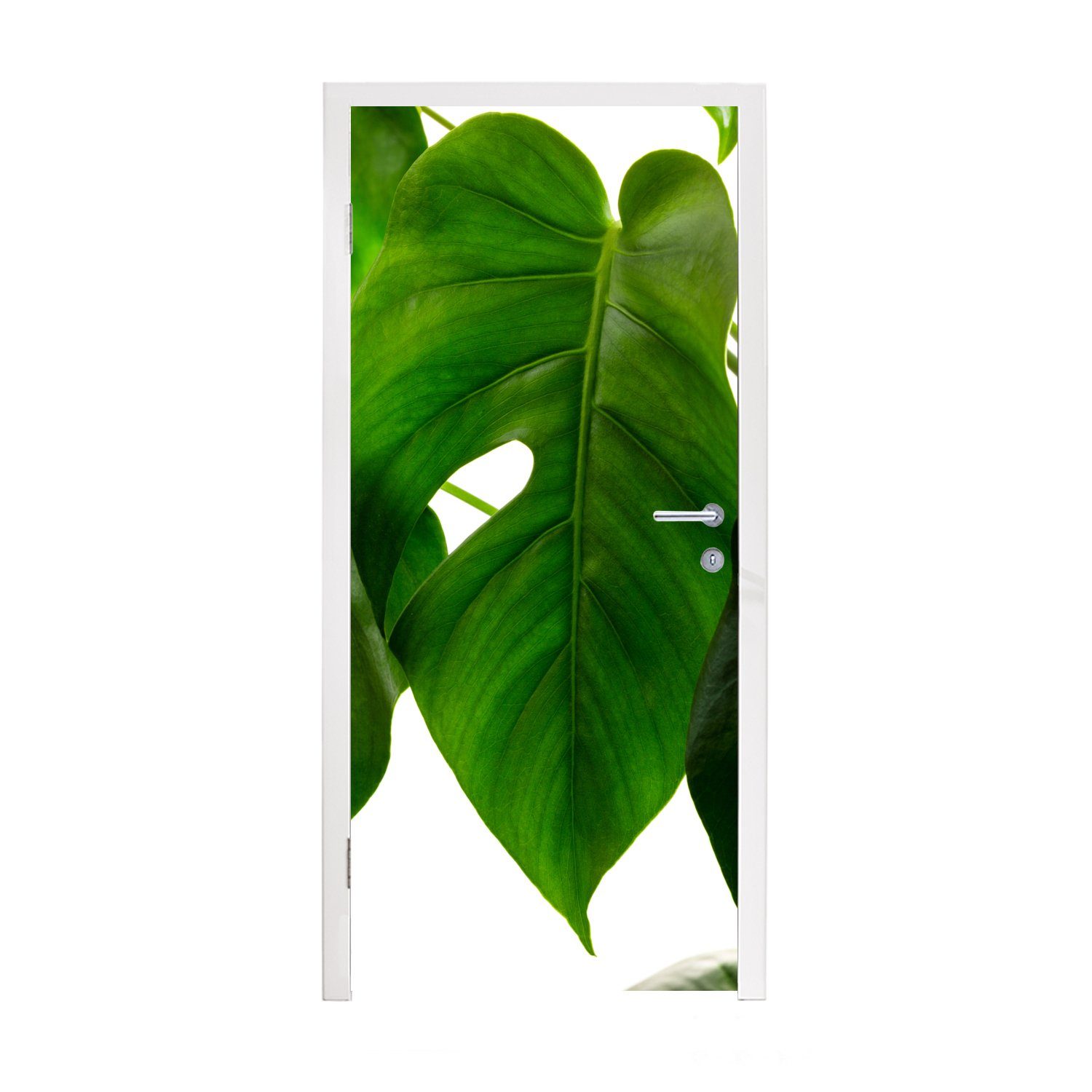 MuchoWow Türtapete Ein grünes und botanisches Blatt auf weißem Hintergrund, Matt, bedruckt, (1 St), Fototapete für Tür, Türaufkleber, 75x205 cm