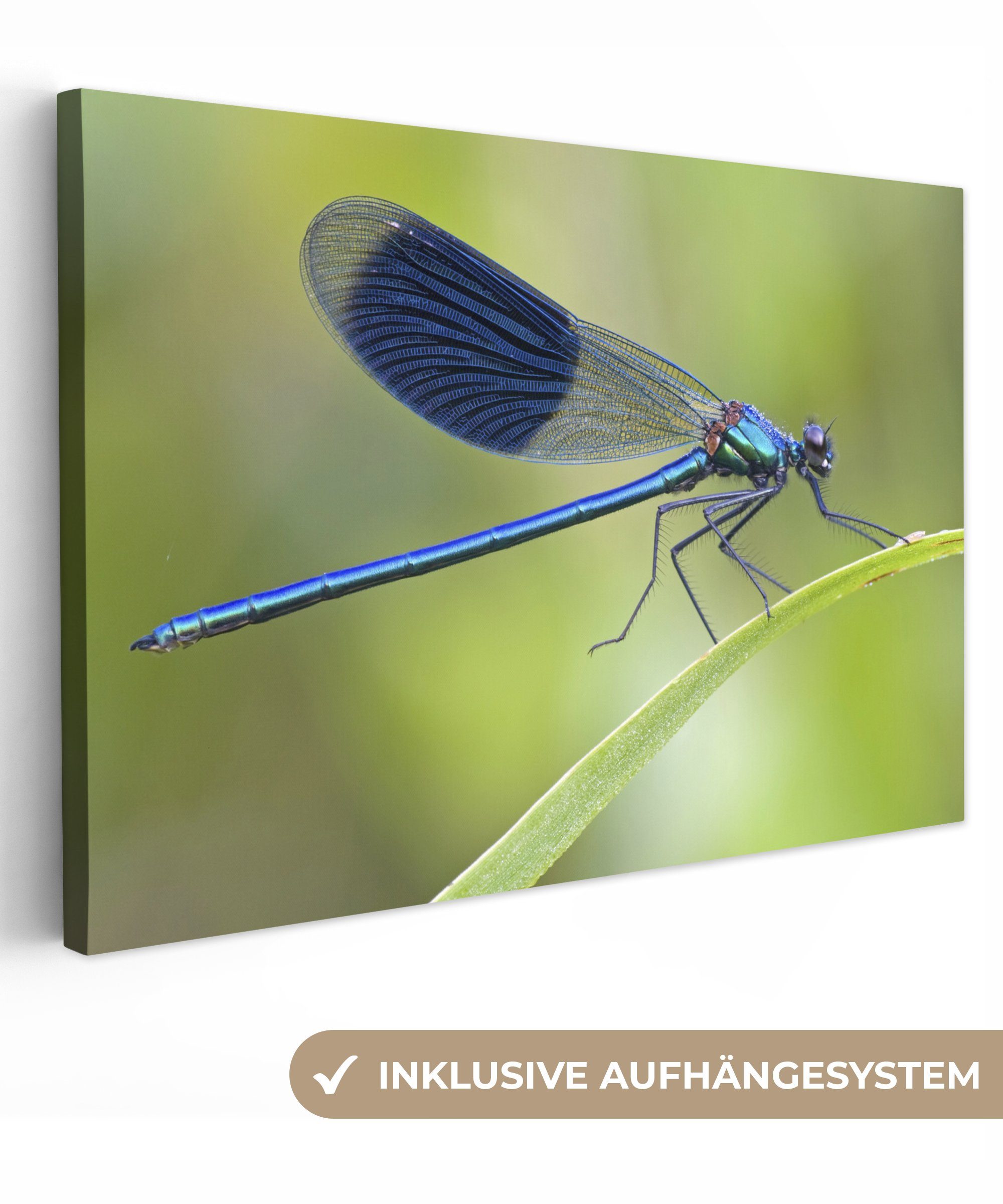 OneMillionCanvasses® Leinwandbild Eine leuchtend hellblau gefärbte Libelle, (1 St), Wandbild Leinwandbilder, Aufhängefertig, Wanddeko, 30x20 cm