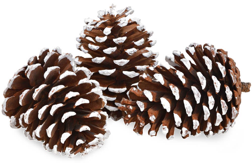 matches21 HOME & HOBBY Bastelnaturmaterial Große Pinien-Zapfen Streudeko mit weißen Spitzen 3 Stk. in 10 cm, (3-tlg), Weihnachten Deko-Zapfen zum Basteln und Weihnachtsbaum-Schmuck. € 7,99