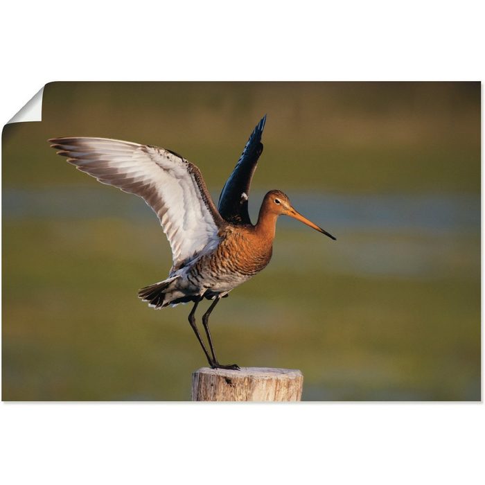 Artland Wandbild Uferschnepfe im Landeanflug Vogelbilder (1 St) als Alubild Leinwandbild Wandaufkleber oder Poster in versch. Größen