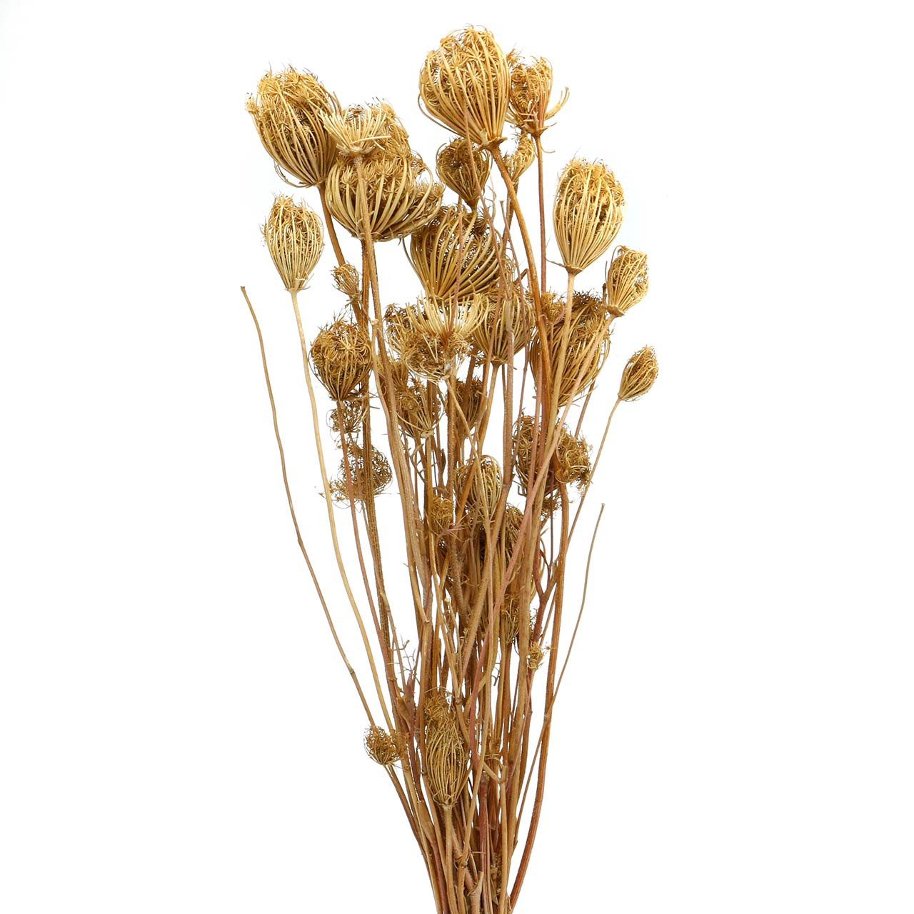 Trockenblume Trockenblumen Fenchel Natur 100g - Natürliche Deko Zweige, Viana