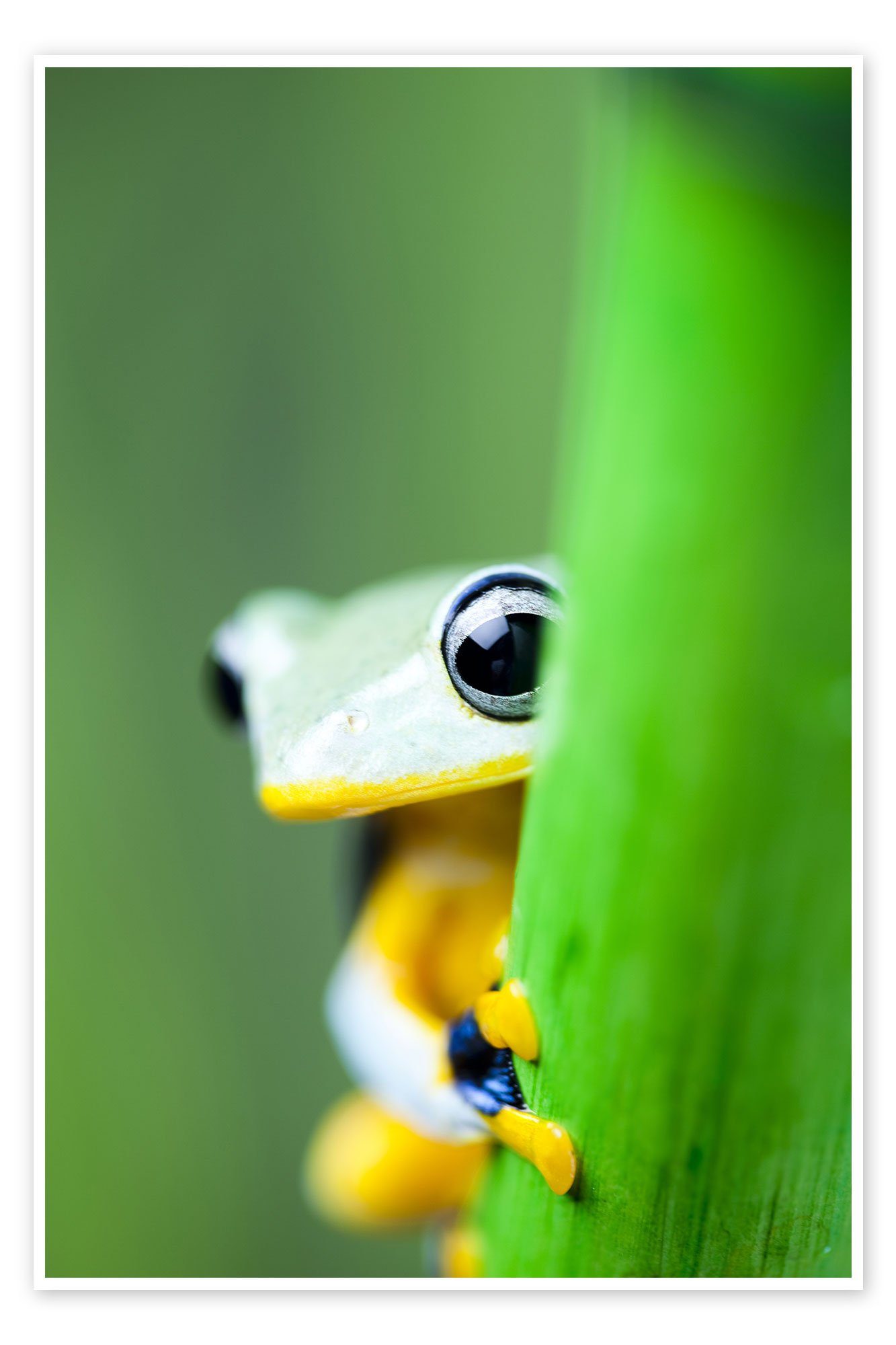 Posterlounge Poster Editors Choice, Gelber Laubfrosch, Fotografie