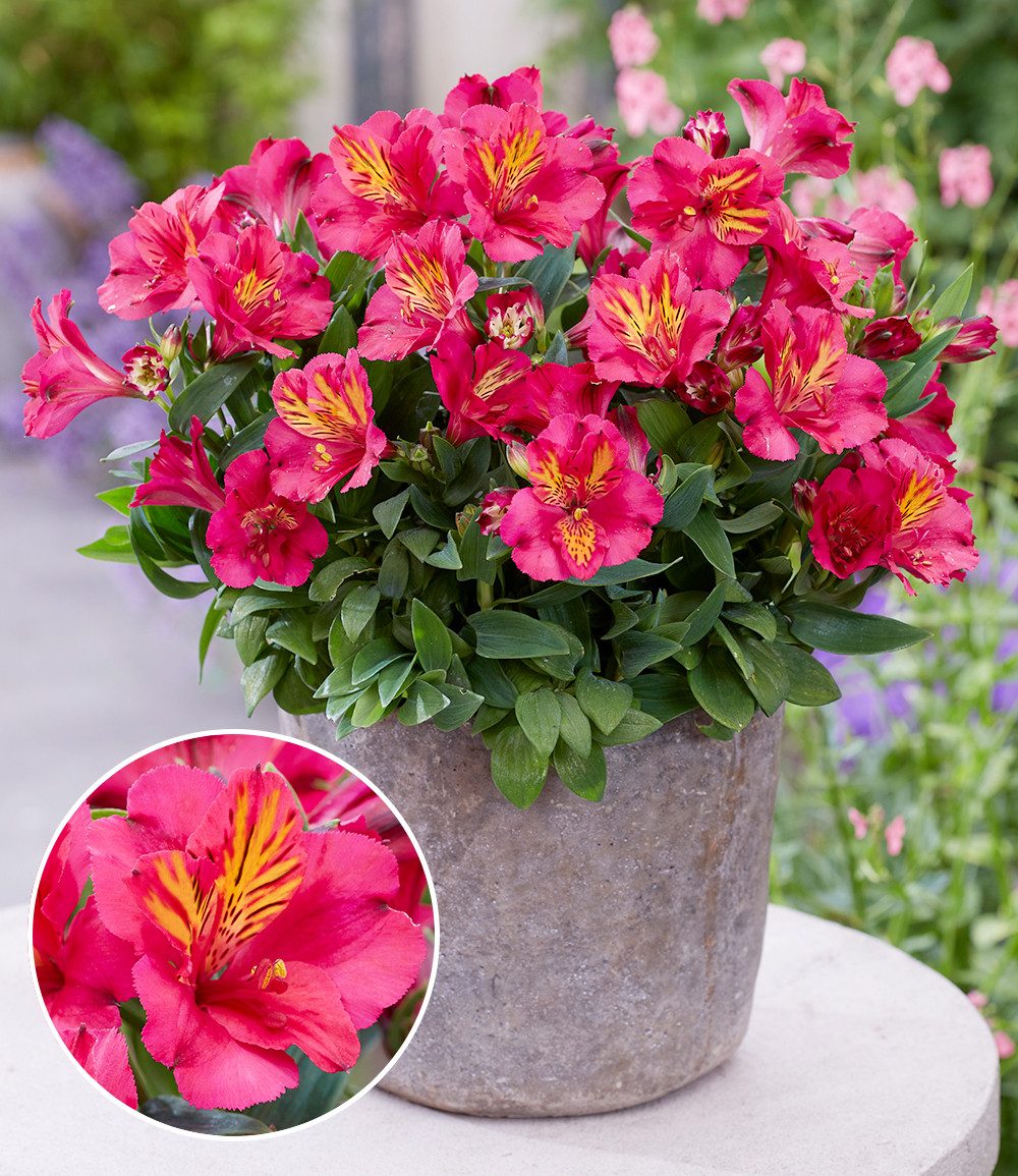 BALDUR Garten Staude Winterharte Alstromeria Incalys® 'Cherry', im 12 cm XL-Topf, 1 St., Alstroemeria,winterhart, mehrjährig, pflegeleicht