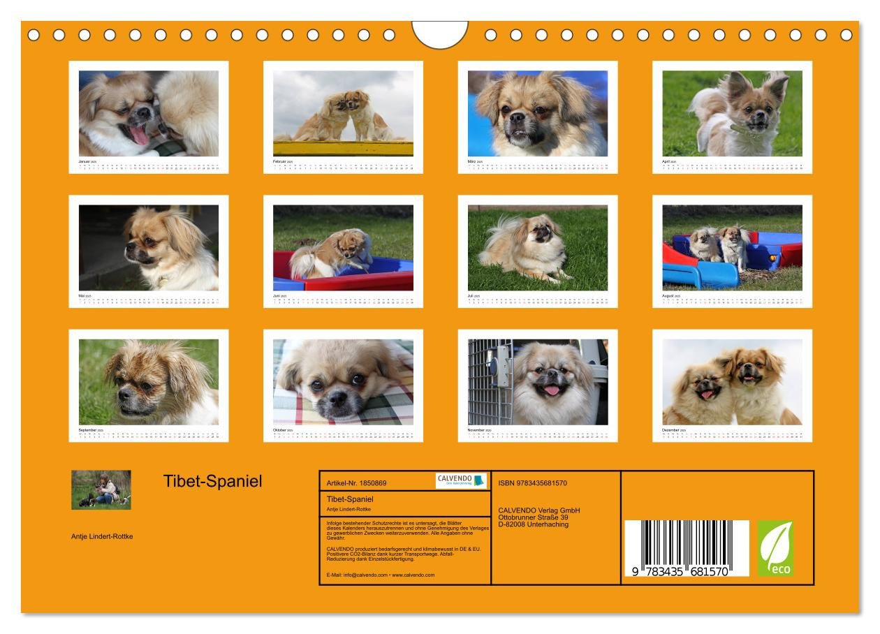 Thumbnail - CALVENDO Wandkalender Tibet-Spaniel (Wandkalender 2025 DIN A4 quer), CALVENDO Monatskalender