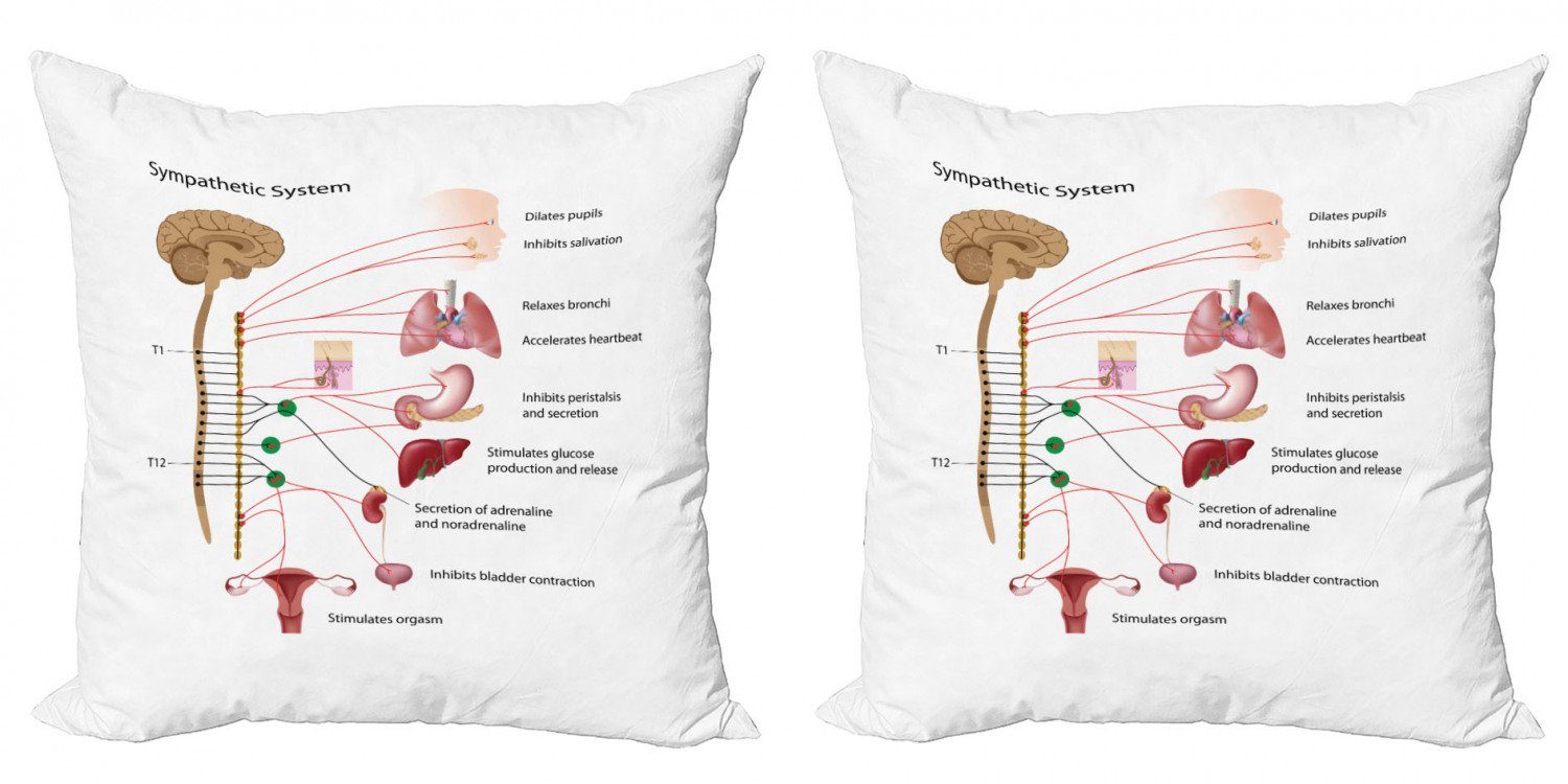 Kissenbezüge Modern Accent Doppelseitiger Digitaldruck, Abakuhaus (2 Stück), Anatomie Sympathische System-Funktion