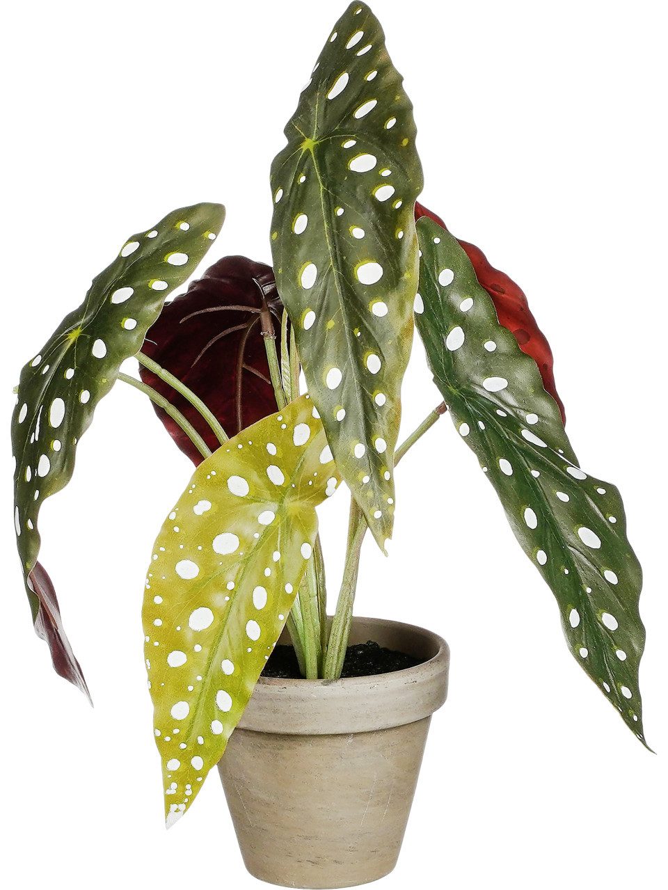 Kunstpflanze Mica Kunstpflanze Begonie Maculata grün günstig online kaufen