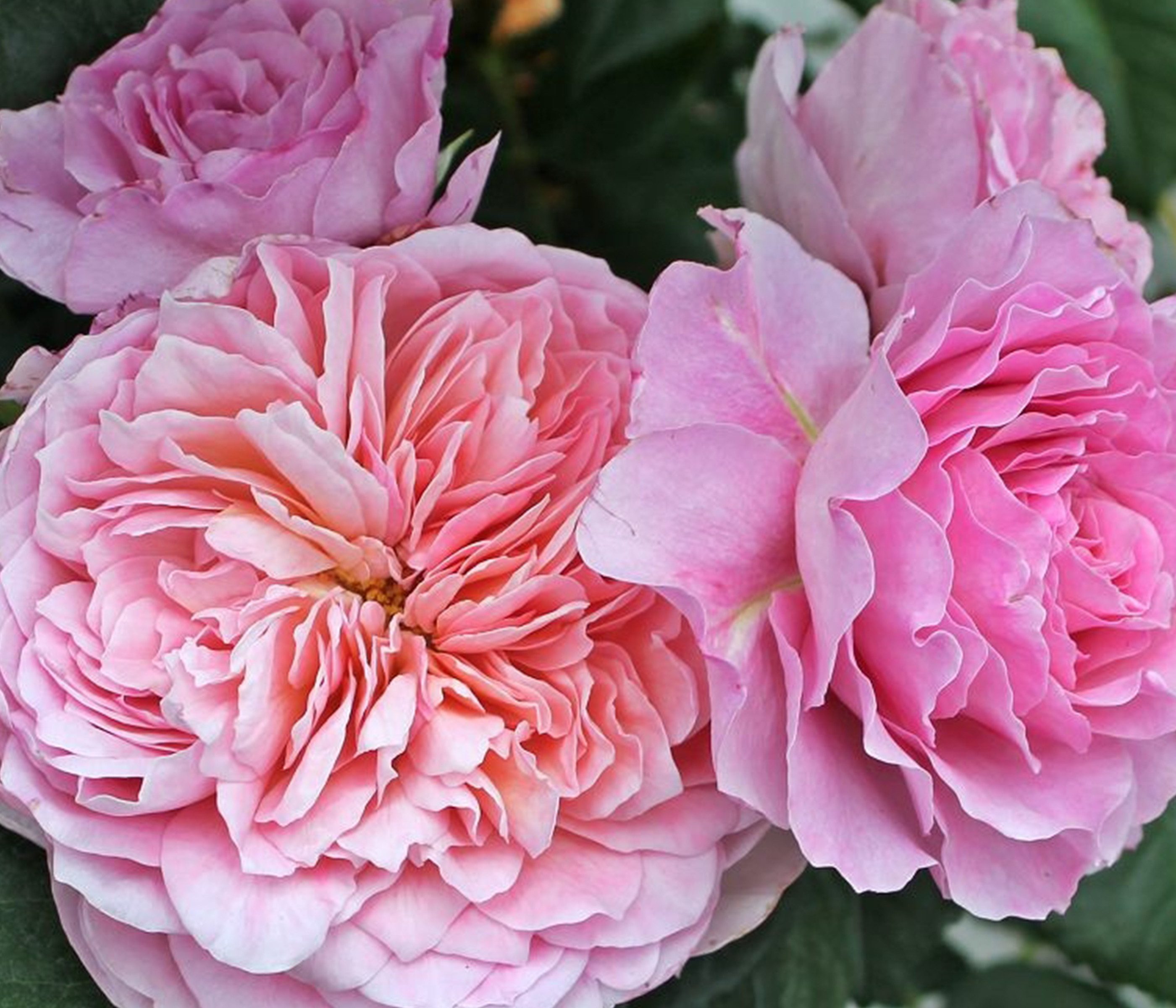 Dehner Rose Nostalgie®-Edelrose Eisvogel®, lavendel-farben, Züchter Tantau, Rose mit duftenden und gefüllten Blüten