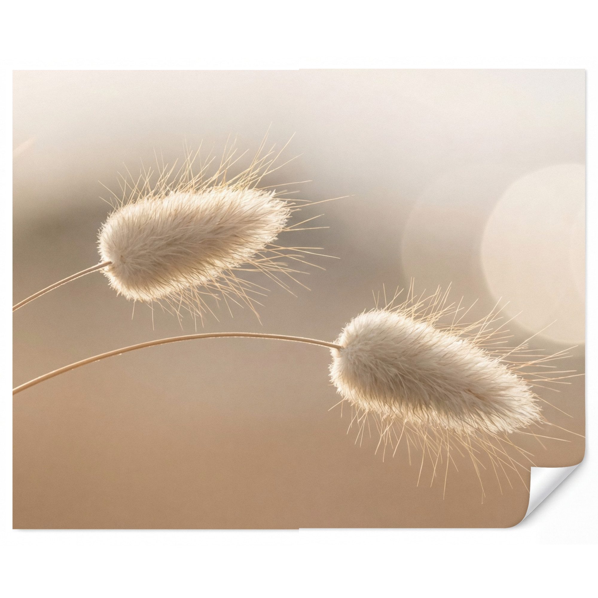 OnlyWow Fototapete Dunstschwanzgras - Grannenhaare - Sonnenlicht, Matt, bedruckt, Wandtapete, Wohnzimmer, Vinyl Tapete 260x220cm