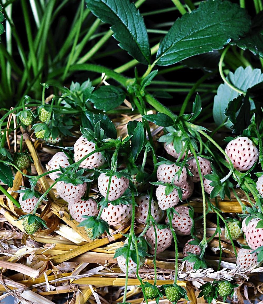 BALDUR Garten Obstpflanze Weiße Ananas-Erdbeere 'Natural White', 4 St., Selbstbefruchtend,winterhart, mehrjährig, pflegeleicht – Bild 2 von 3