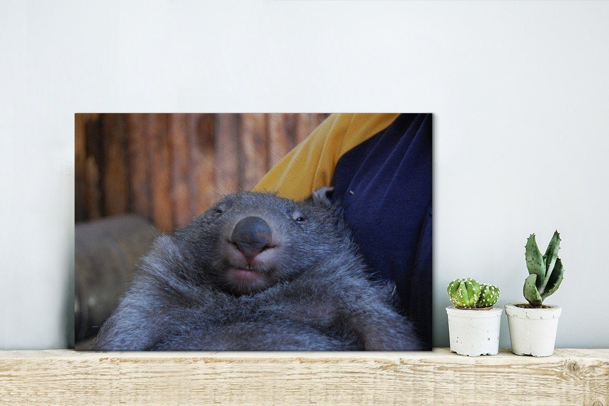 OneMillionCanvasses® Leinwandbild Nahaufnahme Wombat, schläfriger Aufhängefertig, cm Wanddeko, Leinwandbilder, St), 30x20 Wandbild (1