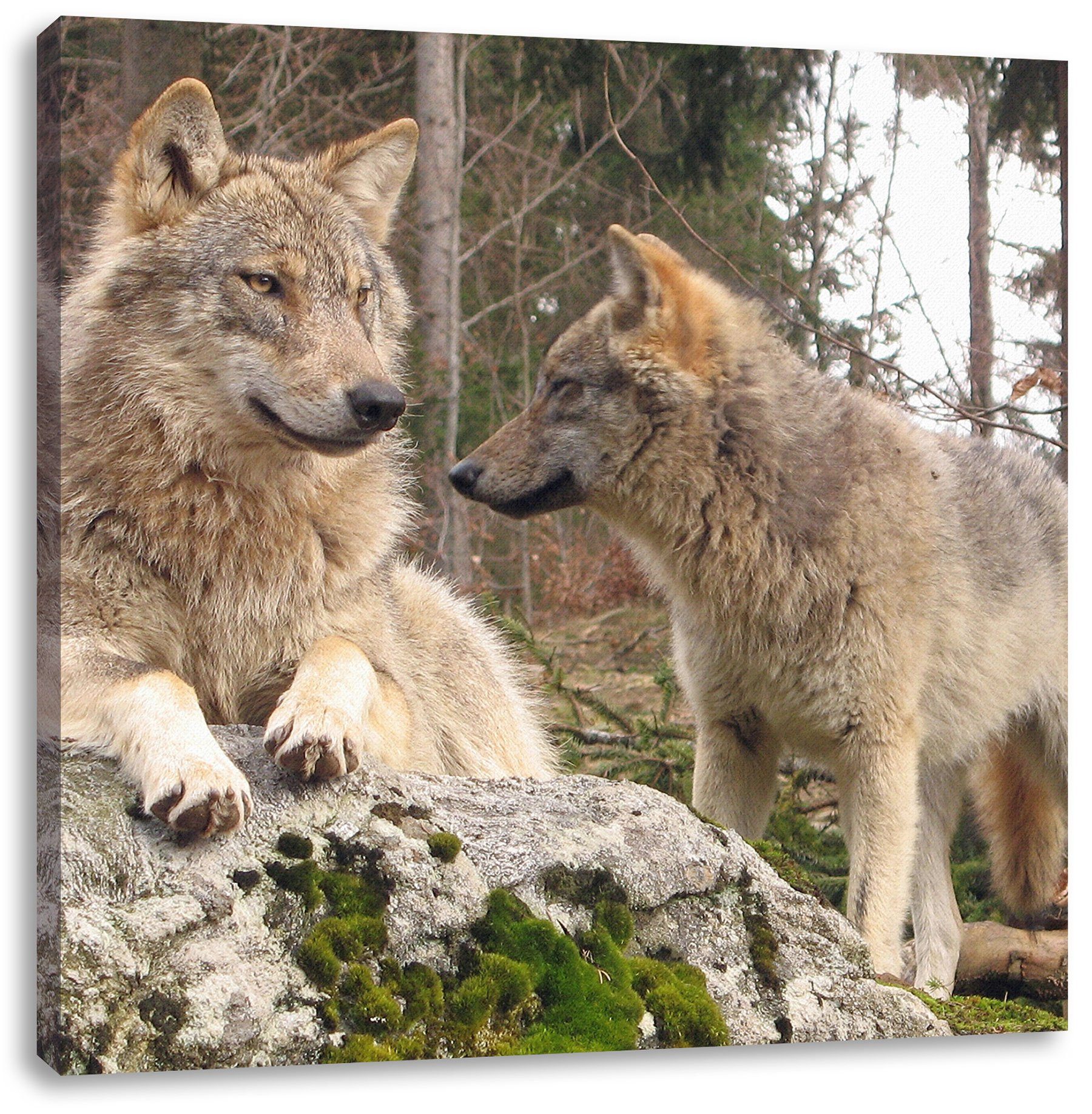 Pixxprint Leinwandbild Wölfe im Wald, Wölfe im Wald (1 St), Leinwandbild fertig bespannt, inkl. Zackenaufhänger | Leinwandbilder