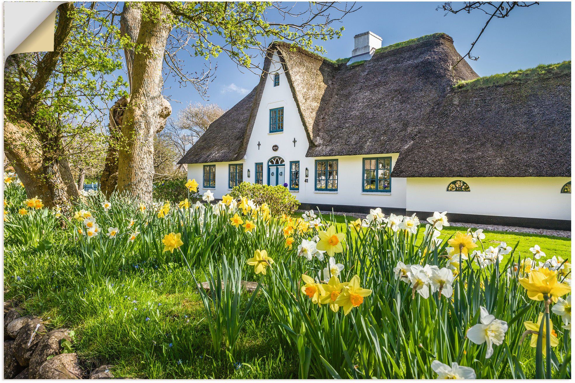 Artland Wandbild Reetdachhaus auf Sylt im Frühling, Gebäude (1 St), als Alubild, Leinwandbild, Wandaufkleber oder Poster in versch. Größen